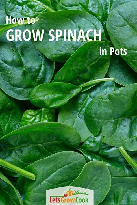 grow spinach  pots growing spinach growing vegetables easy