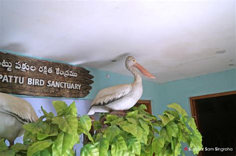 nelapattu bird sanctuary nelapattu sri potti sriramulu nellore zoo  wildlife sanctuary