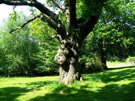 fileoak tree quercus roburjpg
