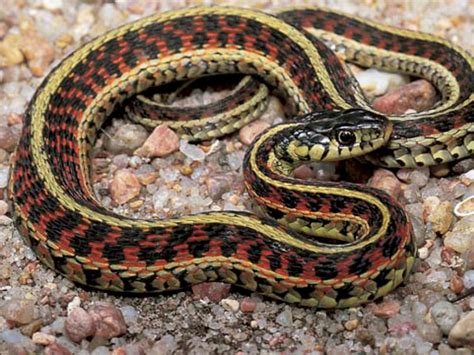 garter snake reptiles world