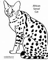 Coloring Pages Wild Serval Dog African Drawing Wildcat Cats Cat Wildcats Book Getdrawings Getcolorings Printable Color Animals Skip sketch template