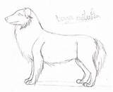 Australian Shepherd Drawing Getdrawings sketch template