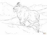 Goat Mountain Coloring Realistic Pages Printable Drawing sketch template