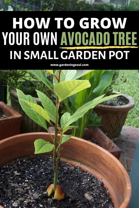 How To Grow Your Own Avocado Tree In Small Garden Pot Growing An