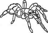 Tarantula Coloring Pages Printable Color Getcolorings sketch template