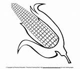 Corn Coloring Cob Color Ear Pages Para Colorear Drawing Mazorca Maiz Getdrawings Good Getcolorings Printable Corncob sketch template