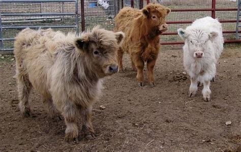 scottish highland cattle beautiful miniature cattle for sale adoption from florence texas