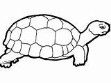 Tortoise Popular sketch template