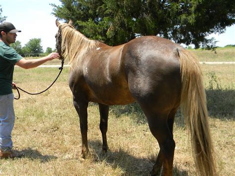 chocolate palomino horses sale submited images