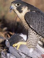 predators prey peregrine falcon