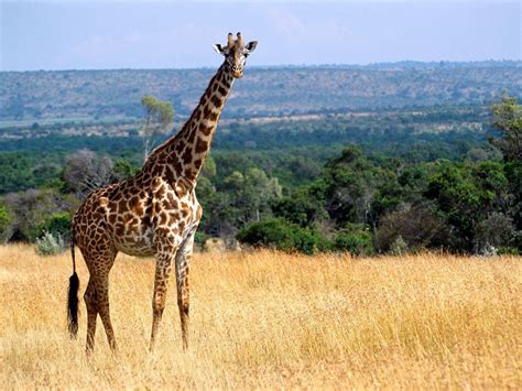 giraffes images giraffes hd wallpaper  background