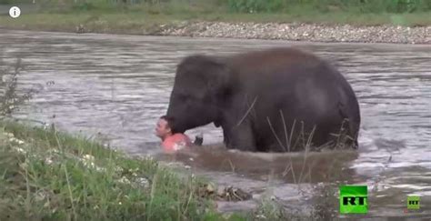 اعتقد أنه يغرق فيل يهرع لإنقاذ رجل يسبح في نهر فيديو بلدنا اليوم