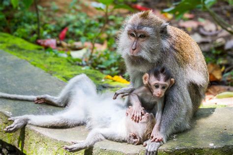reason  visit ubud sacred monkey forest sanctuary minority nomad