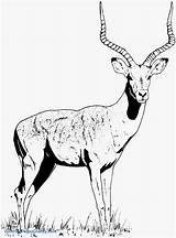 Gazelle Coloring Clipart Pages Clip Horned Color Animals Cliparts Getcolorings Printable Designlooter Drawings Library Getdrawings Clipground Print 1625 59kb Hoofed sketch template