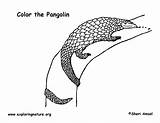 Pangolin Coloring sketch template