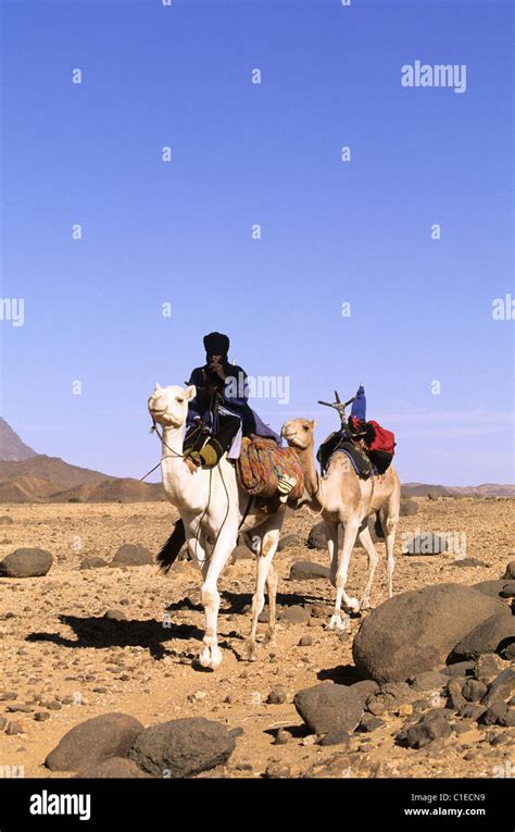 tuareg niger camel stockfotos und bilder kaufen alamy