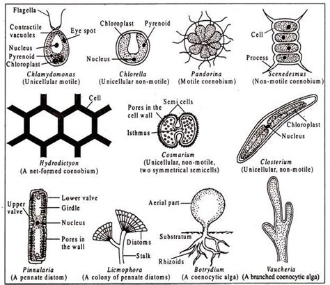 Characteristics Of Algae With Diagram