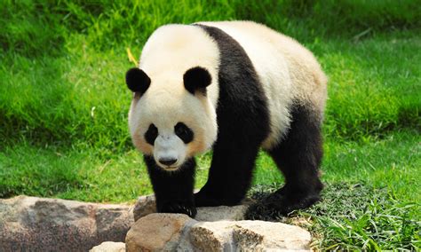 giant panda  longer endangered stories wwf