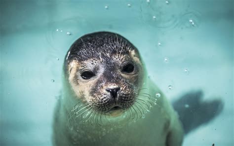 stenen gooien en selfies maken pieterburen slaat alarm om verstoren zeehondenpups friesch dagblad