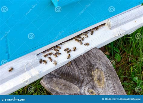 bijen bij de ingang van de oude bijenkorf bijen keren terug van honing naar blauwe bijenkorf