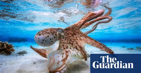 The Best Of The Wildlife Photography Awards 2017 In Pictures