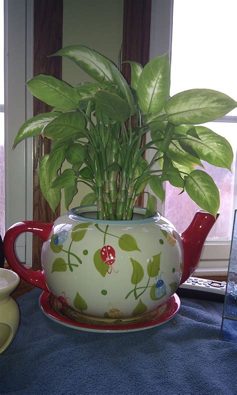 tea cup teapot planters images  pinterest floral