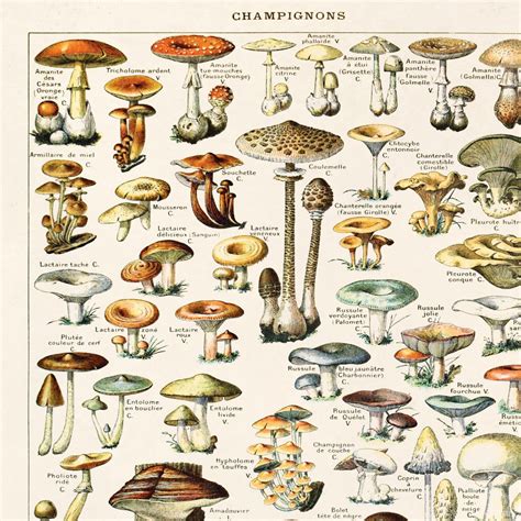 mushroom poster vintage botanical mushroom diagram antique print variety  mushrooms