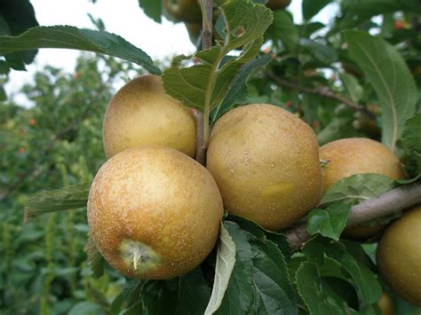 ashmeads kernel perry city orchard  nursery