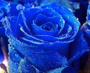 metaphore la fleur bleue