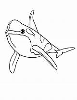 Orcas Dolphin Bottlenose Orque Ballenas Coloriage Colorir Orca Ballena Baleia Axolotl Coquillage Hellokids Imprimir Ausmalbilder Designlooter Wal Danieguto sketch template