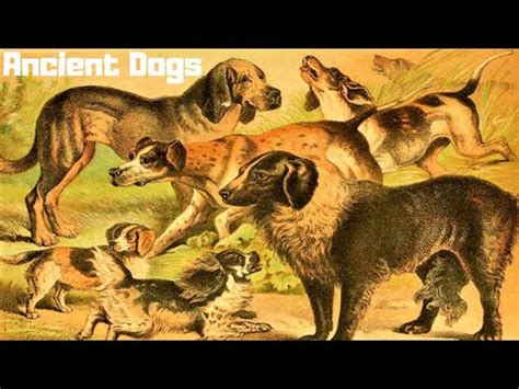 ancient dog breeds  earth p youtube ancient dogs