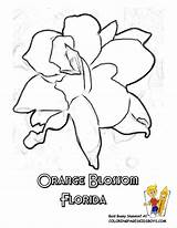 Coloring Florida State Flower Pages Orange Blossom States Georgia Alabama Kids Sheets Color Popular Sheet Printable Usa Clipart Colors Getcolorings sketch template