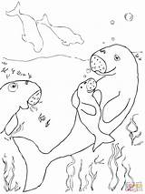 Dugong Coloring Baby Pages Printable Supercoloring Animals Draw Cute Categories sketch template