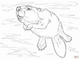 Beaver Coloring Pages Swimming Drawing Supercoloring Printable Cartoon Main Animal Castor Sheets Skip sketch template