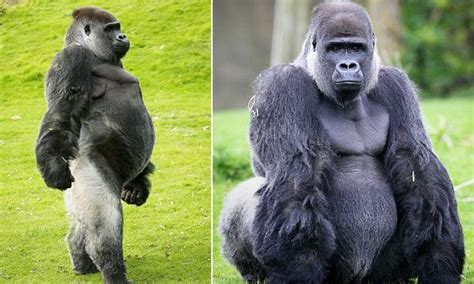 ambam  gorilla  walks   man celebrates   birthday daily mail