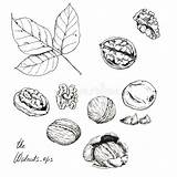 Noix Walnuts Croquis Ink Isolement Encre Différentes Fond sketch template