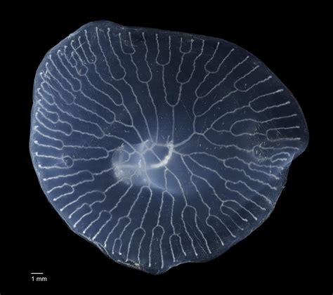 deep sea mushroom mystery ecobits australia