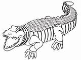 Crocodile Coloring Clipart Drawing Outline Transparent Card Book Alligator Collection Kid Webstockreview Pluspng Paintingvalley sketch template