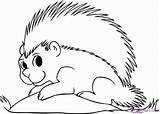 Porcupine Coloring Pages Colouring Porcupines Drawing Draw Printable Step Print Color Clipart Getcolorings Designlooter Library Dragoart sketch template