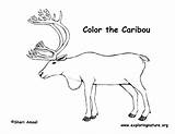 Caribou Coloring Drawing Pages Drawings Designlooter Paintingvalley sketch template