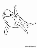 Bottlenose Dolphin Orcas Ballenas Orque Orca Ballena Baleia Desenho Ausmalen Whale Coquillage Axolotl Print Hellokids Designlooter Wal Danieguto sketch template