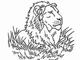 Leeuwen Dieren Animaatjes Kleurplaat sketch template