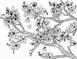 Cherry Blossom Wiosna Mewarnai Sadzie Blossoms Sakura Bunga Kolorowanka Erwachsene Ausmalbilder sketch template