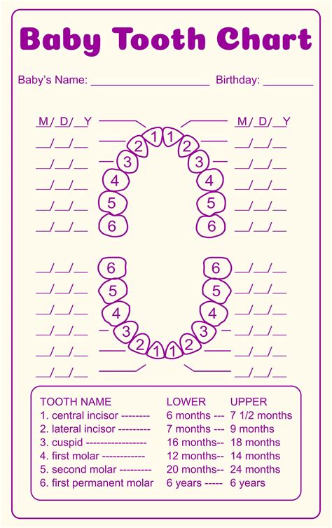 tooth chart printable full sheet     printablee