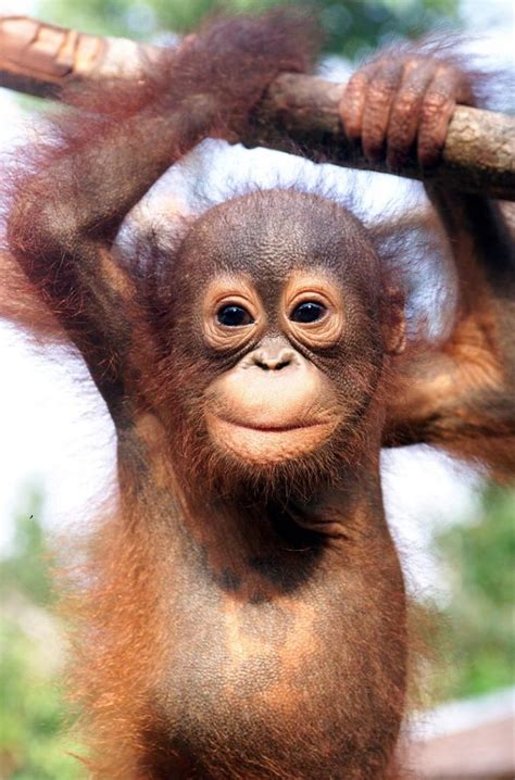bornean orangutan facts habitat diet life cycle baby pictures