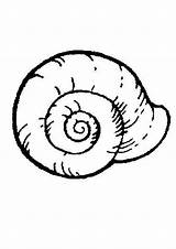 Concha Escargot Coquille Snail Lesma Caracol Hellokids Colorier Tudodesenhos Pequena Ligne Library sketch template