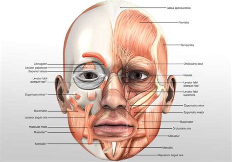 head muscles  illustration muscle  anatomy