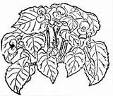 Begonia Coloring Pages Getdrawings Drawing sketch template