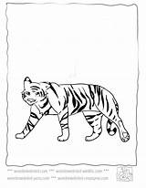 Wildlife Coloring Pages Wonderweirded Tiger Echo sketch template