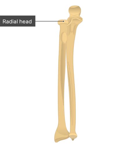 radius  ulna bones anatomy anterior markings